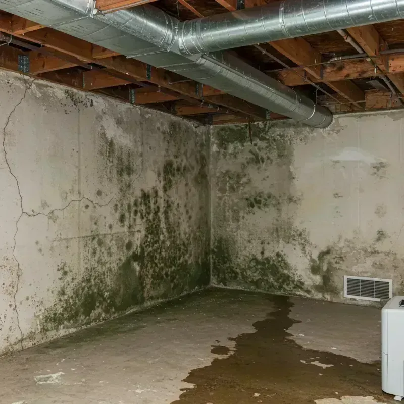 Professional Mold Removal in Alsip, IL